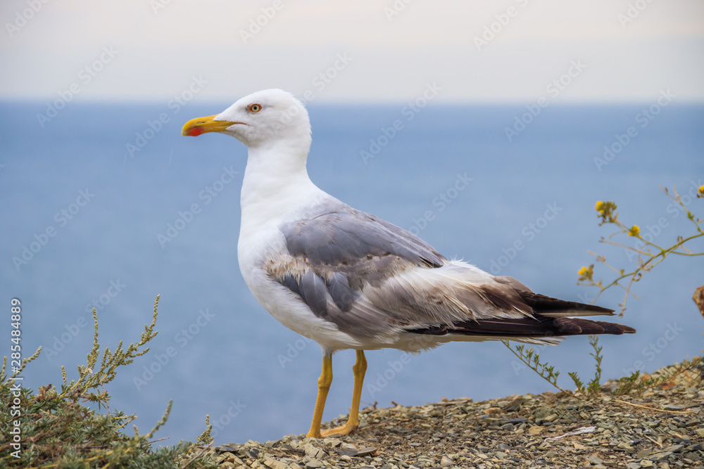 Obraz premium Seagull on a background of the sea. White sea bird. A bird on the background of the sea stands and looks.