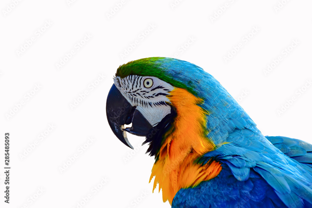 macaw with white background.