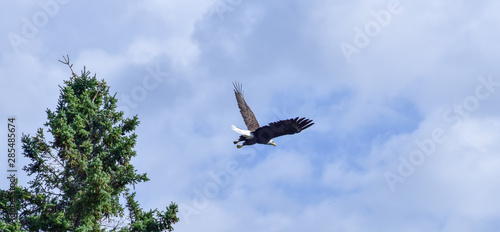 Bald Eagle in the Wild