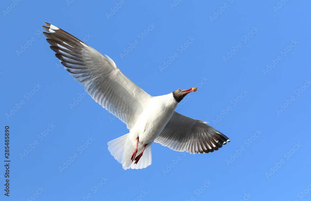 Seagull flying in blue sky, Freedom concept Seagull flying in blue sky, Freedom concept