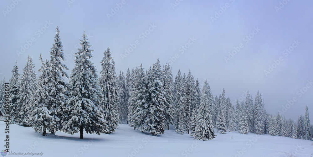Fototapeta premium A pine forest covered with snow