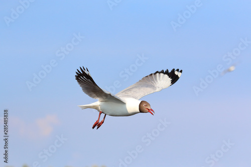 Seagull flying in blue sky, Freedom concept