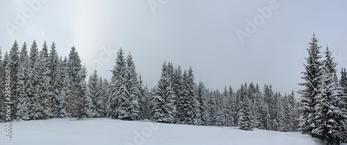 A pine forest covered with snow © sebi_2569
