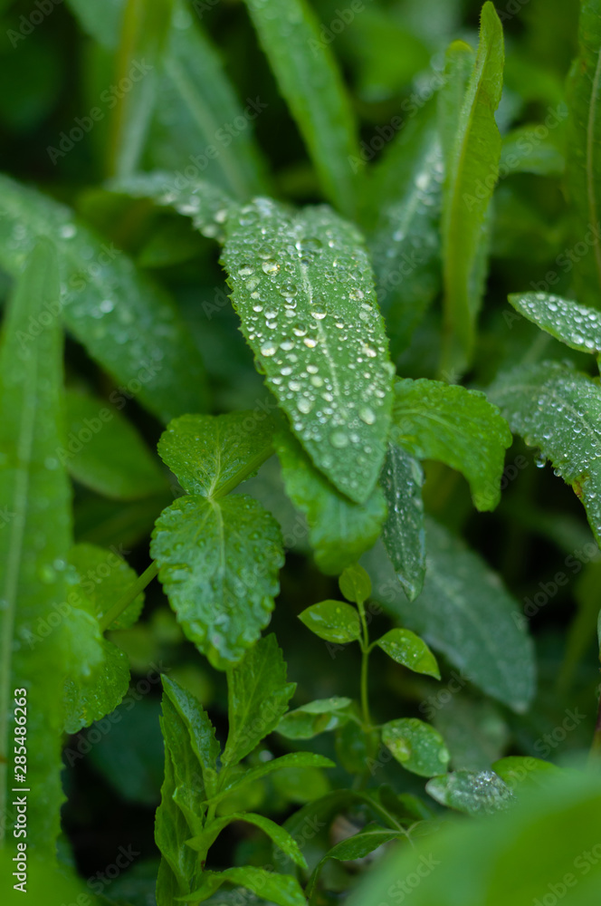 drops of fresh morning dew on the lush green grass drops of fresh morning dew on the lush green grass