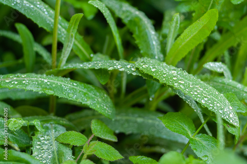drops of fresh morning dew on the lush green grass