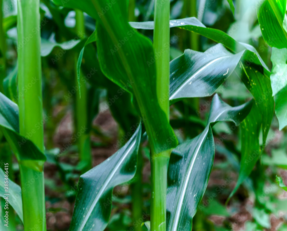 Fototapeta premium corn plantation green plant details, leaves