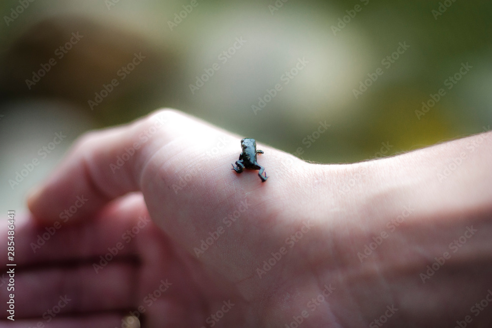 Obraz premium Small black amphibian detail of the frog family on the right hand