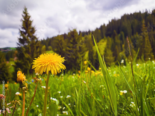 Close up flowering fluffy yellow dandelion on the field. Wonderful spring scene background, blooming meadows and green grass near the coniferous forest