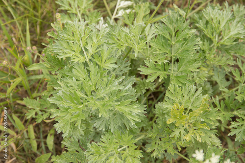 Wormwood sagebrush green grey leaves background. Artemisia absinthium gren gray plant, top view photo