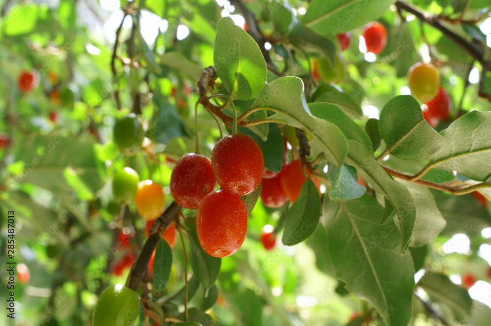 Silverberry oleaster Tree Red fruit
