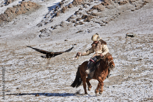 golden eagle in western mongolia flying and training to catch prey during the golden eagle festival