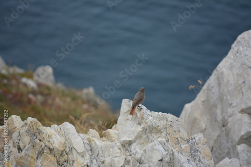 Pájaro en roca blanca en acantilado con mar de fondo © Francisco