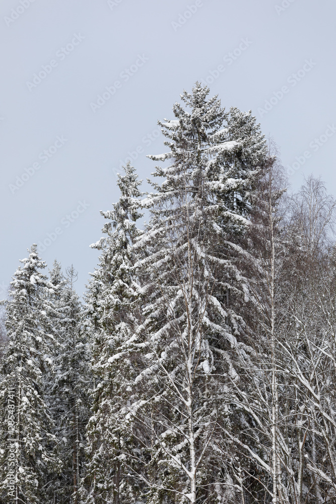 Calm cloudy winter day and treetops covered in snow Calm cloudy winter day and treetops covered in snow