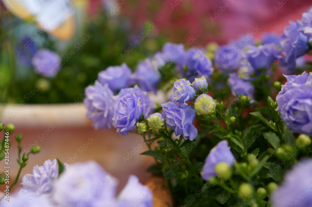 Blue small flower Campanula Potted plant Blue small flower Campanula Potted plant