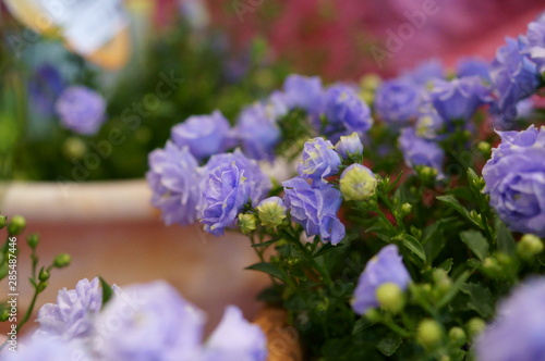 Blue small flower Campanula Potted plant