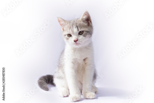 The Scottish Fold kittens are sitting on white background. Portrait of the kittens are sitting for look something.