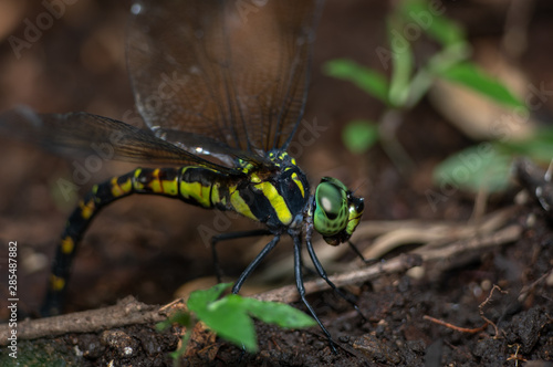 ヤブヤンマ産卵　アップ
