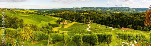 Panorama view of Vineyards in summer in Slovenia. Heart shaped road in Spicnik photo