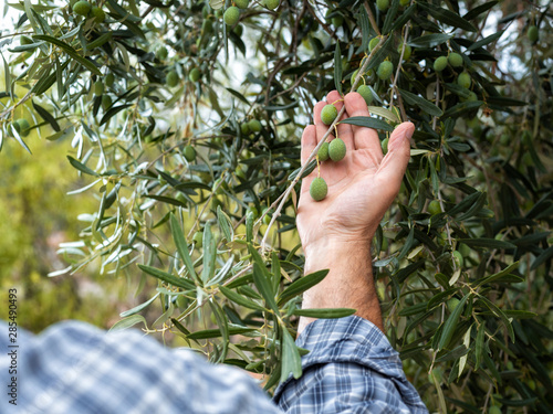 Close-up of the hands of a caucasian olive grower while he checks still unripe olives. Traditional agriculture. Ancient crafts.