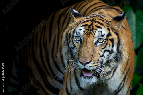 Photos of tiger naturally.