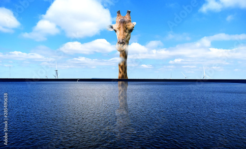 Collage art of giraffe stand hover on dam photo