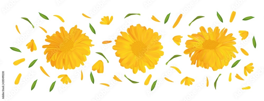 Set marigold flower with green leaf. 3D realistic calendula in motion isolated on white background. Summer flower close up. Vector illustration.