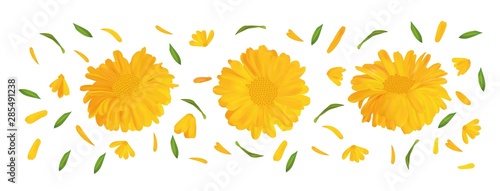 Set marigold flower with green leaf. 3D realistic calendula in motion isolated on white background. Summer flower close up. Vector illustration.