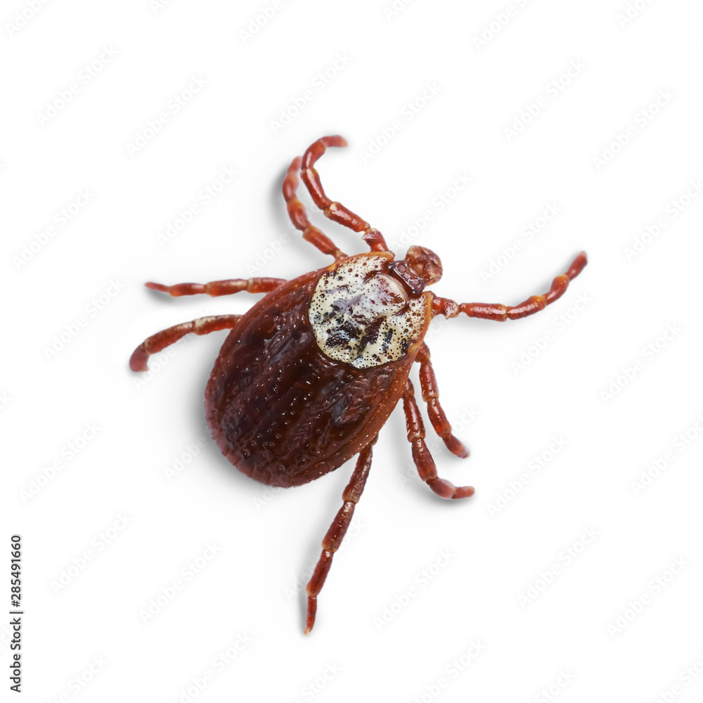 Female mite isolated on the white background with shadows. Macro photo Female mite isolated on the white background with shadows. Macro photo