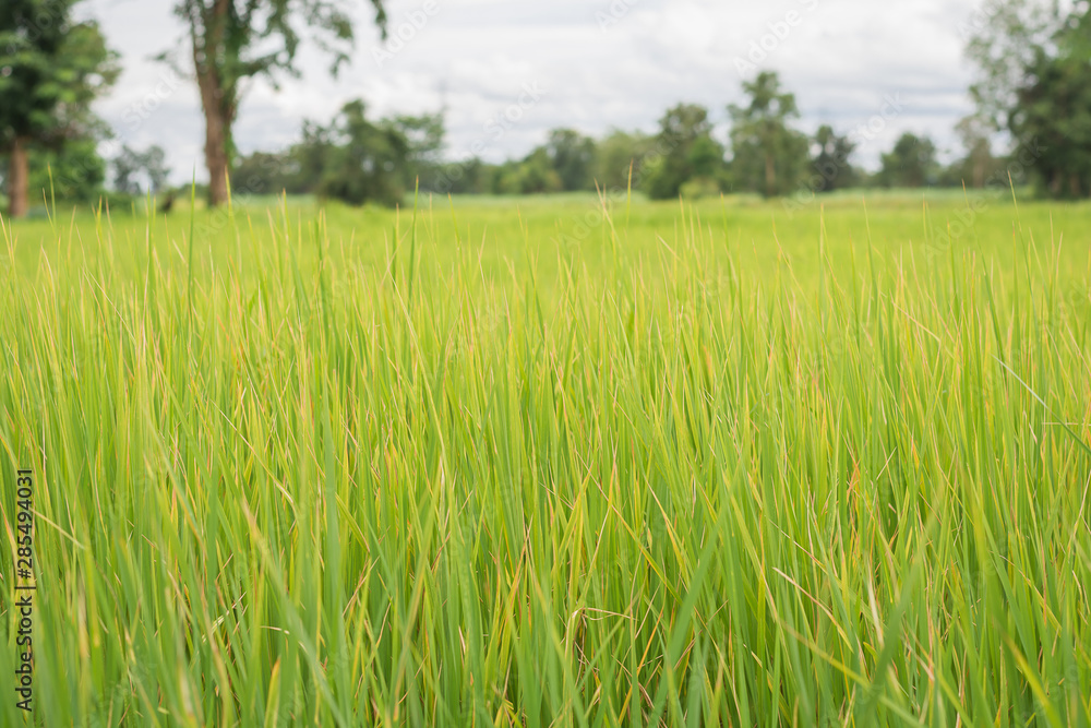 Rice fields with mountains and sky background Rice fields with mountains and sky background
