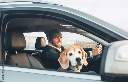 Man traveling by auto with his favorite pet beagle dog