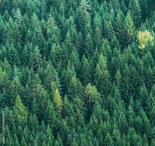 Aerial view of green spruce trees forest. Ecology nature concept background image.