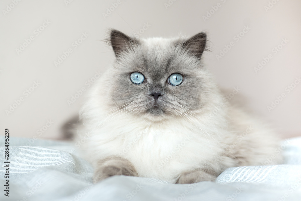beautiful fluffy cat with blue eyes lying on a bed