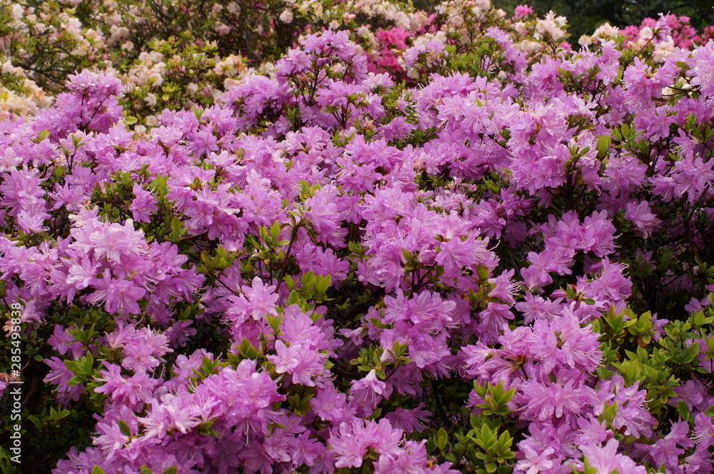 Japanese beautiful flowers Colorful azalea Japanese beautiful flowers Colorful azalea