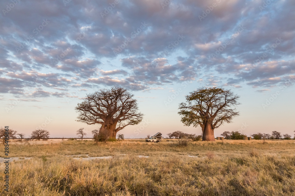 Camping under baobab trees in Botswana