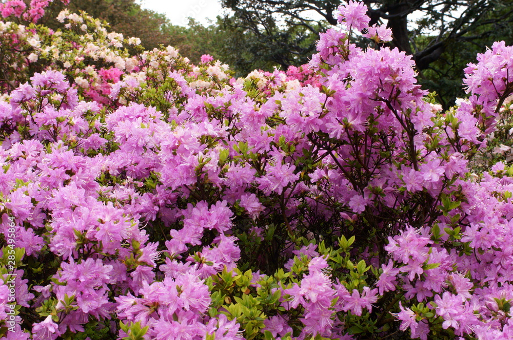 Japanese beautiful flowers Colorful azalea Japanese beautiful flowers Colorful azalea