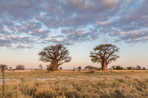 Camping under baobab trees in Botswana