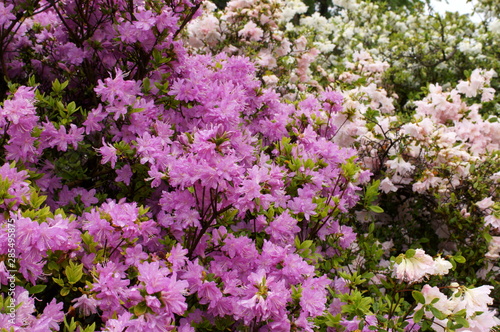 Japanese beautiful flowers Colorful azalea