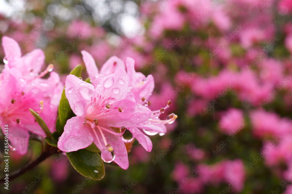 Japanese beautiful flowers Colorful azalea