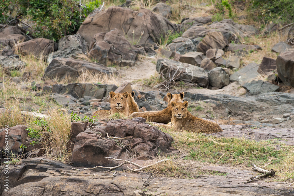 lion, femelle, jeune, lionne, Panthera leo, Afrique lion, femelle, jeune, lionne, Panthera leo, Afrique
