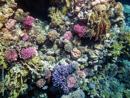 Fragment of a coral reef with hard corals Red Sea.