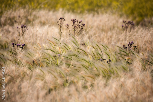 Badlands grasslands © brad