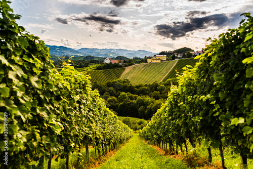 Austria  south styria vineyards travel destination. Tourist spot for vine