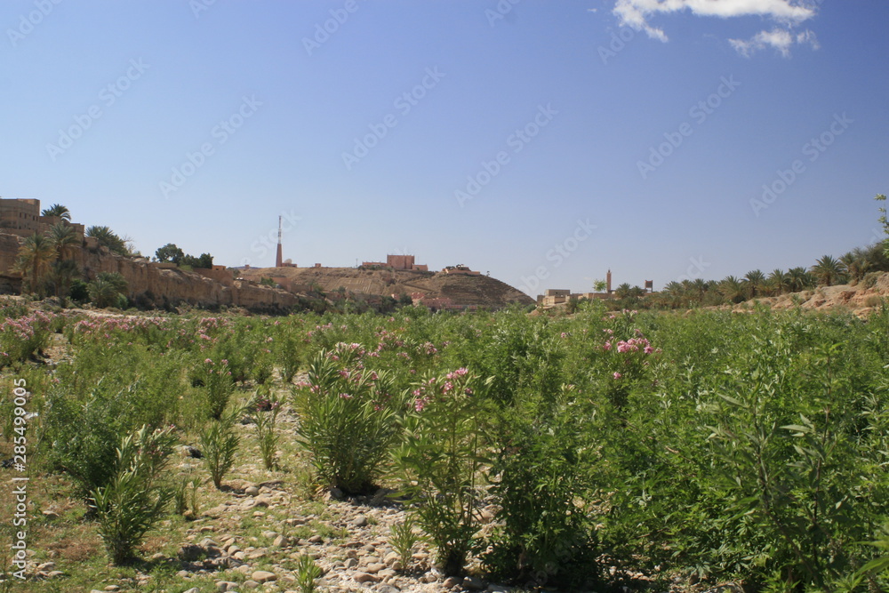 Plantation illégale de cannabis à la frontiere marocaine
