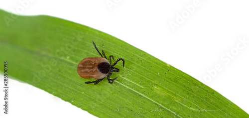 A predatory (parasitic) tick creeps on a blade of grass. Close-up.