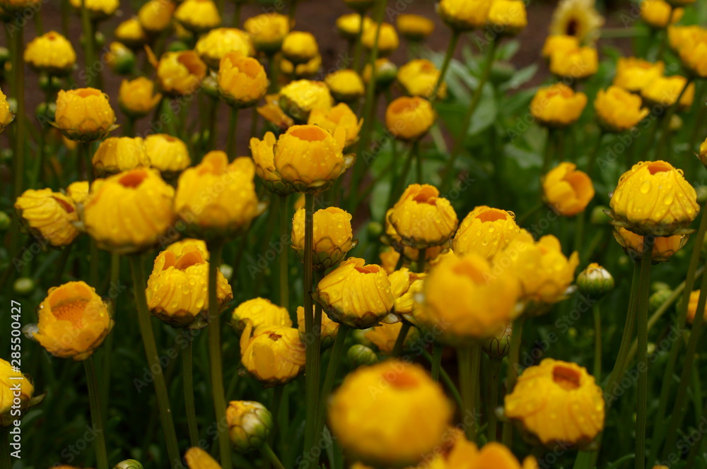 Fototapeta premium Yellow daisy Small cute flowers