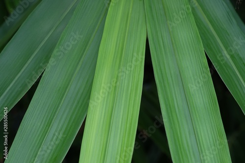 Fresh green bamboo leaves on black background