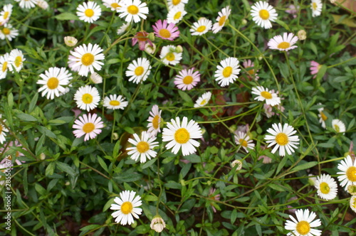 White daisy Small cute flowers