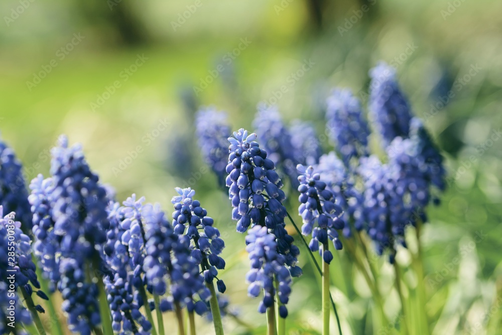 Blue Muscari (Grape hyacinth) macro. Soft focus, bokeh and blur in the background. Sun shining, vivid colors Blue Muscari (Grape hyacinth) macro. Soft focus, bokeh and blur in the background. Sun shining, vivid colors