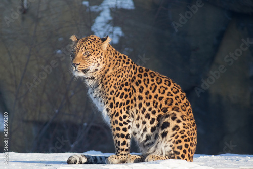 Wild leopard is sitting on a white snow. Panthera pardus.