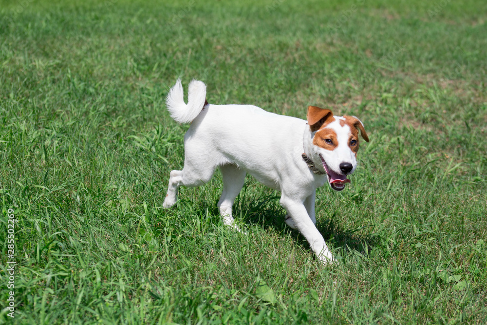 Cute jack russell terrier puppy is looking at the camera. Pet animals.